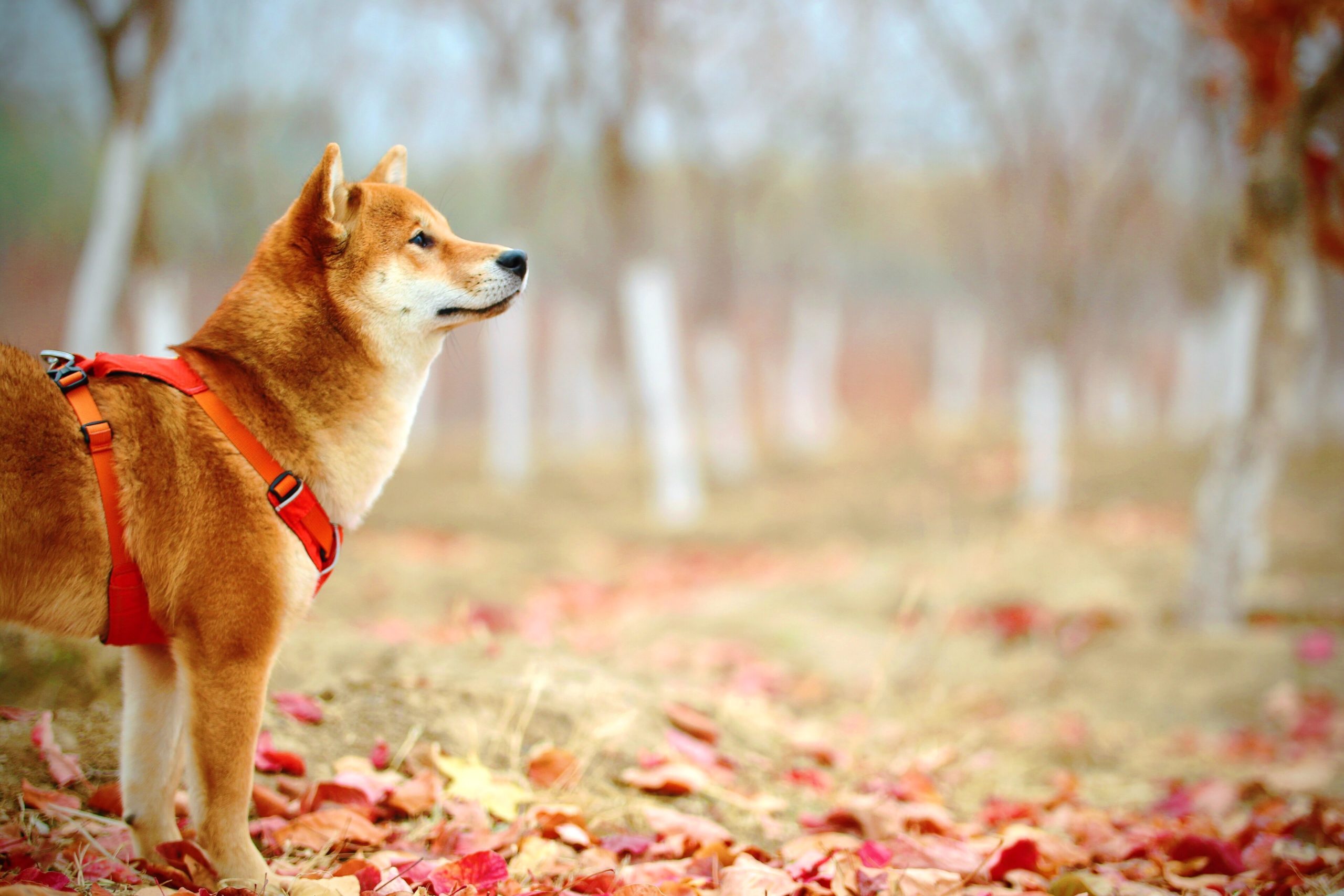 How To Say 5 Animal Names Like Cat And Dog In Japanese Kumablog In Japan